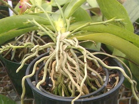 orhidea granny|How to Grow Orchids .